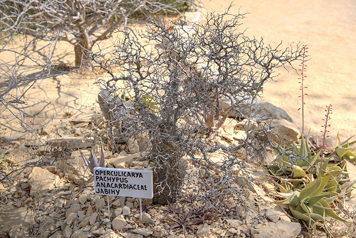 Operculicarya Pachypus Anacardiacea Jabihy plant